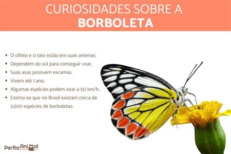 Borboleta Paraguaia: Beleza e Curiosidades Exóticas